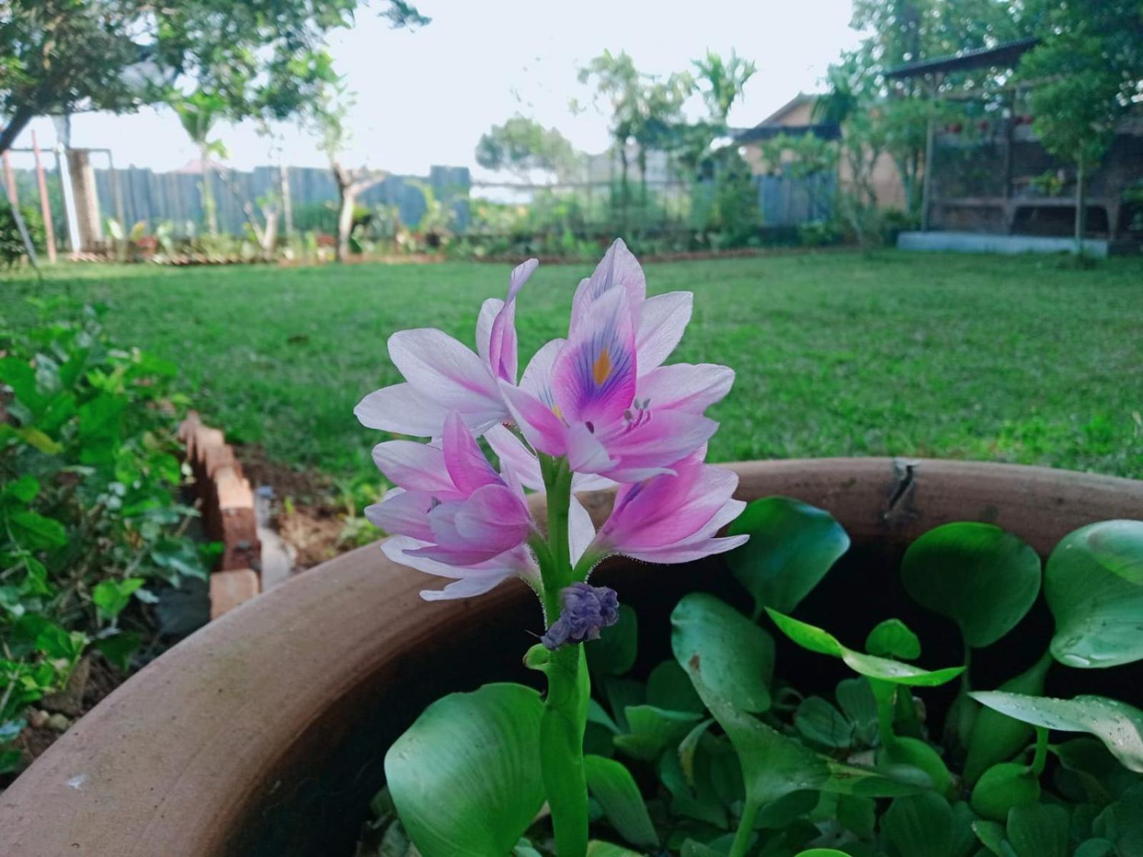 Bua Guest House Medan Ngoại thất bức ảnh