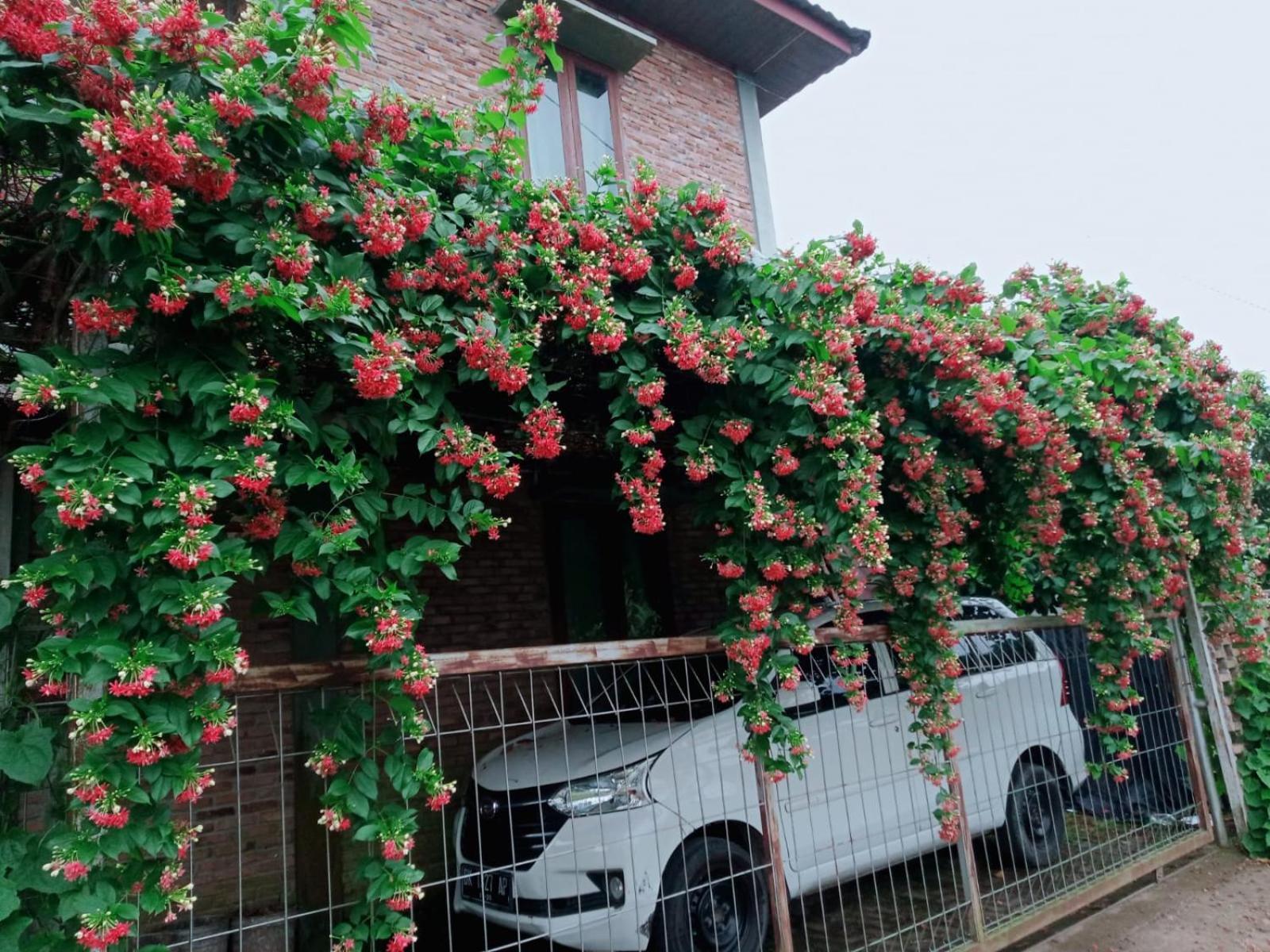 Bua Guest House Medan Ngoại thất bức ảnh